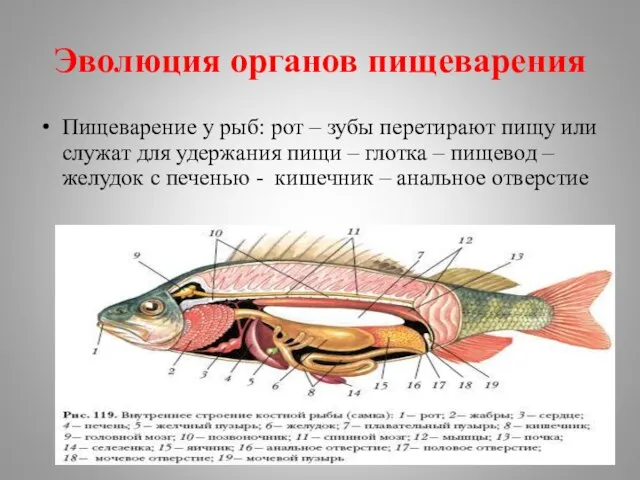 Эволюция органов пищеварения Пищеварение у рыб: рот – зубы перетирают