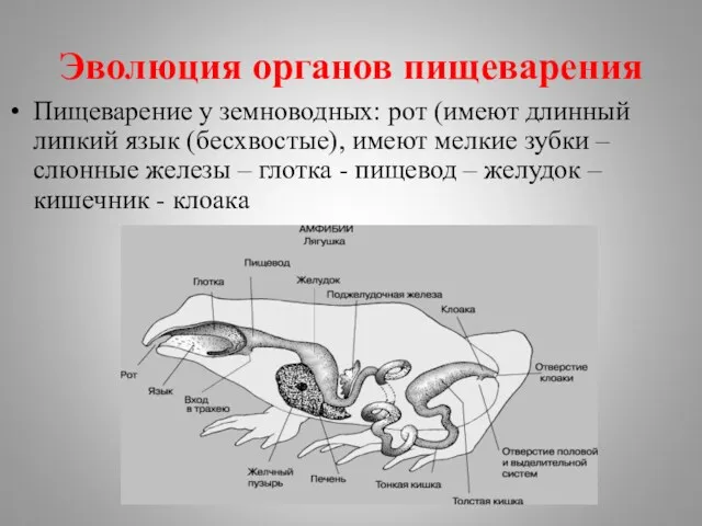 Эволюция органов пищеварения Пищеварение у земноводных: рот (имеют длинный липкий