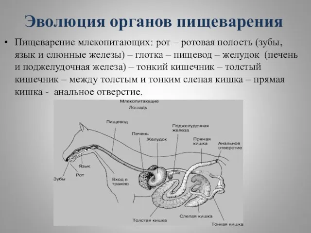 Эволюция органов пищеварения Пищеварение млекопитающих: рот – ротовая полость (зубы,