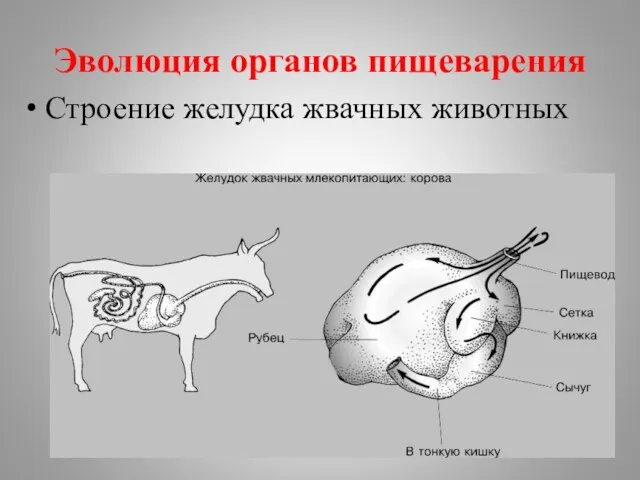 Эволюция органов пищеварения Строение желудка жвачных животных