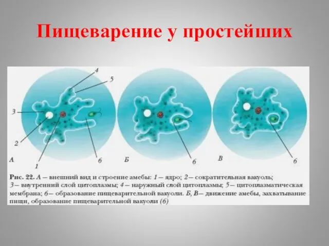 Пищеварение у простейших