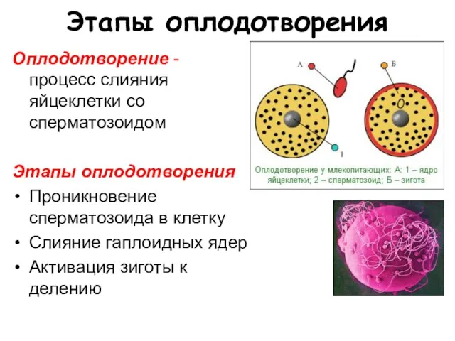 Этапы оплодотворения Оплодотворение - процесс слияния яйцеклетки со сперматозоидом Этапы