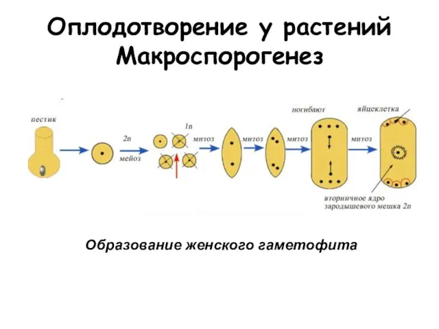 Оплодотворение у растений Макроспорогенез Образование женского гаметофита