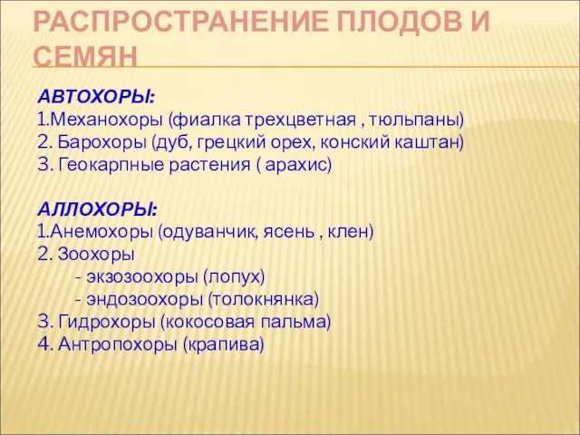 РАСПРОСТРАНЕНИЕ ПЛОДОВ И СЕМЯН АВТОХОРЫ: 1.Механохоры (фиалка трехцветная , тюльпаны)