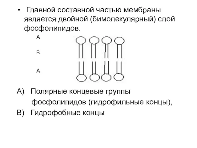 Главной составной частью мембраны является двойной (бимолекулярный) слой фосфолипидов. А