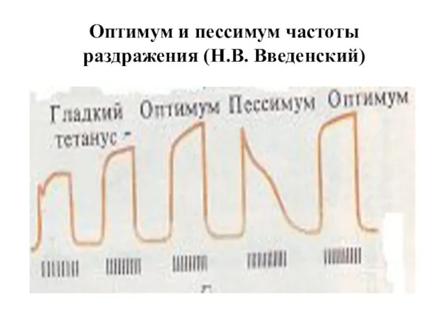 Оптимум и пессимум частоты раздражения (Н.В. Введенский)