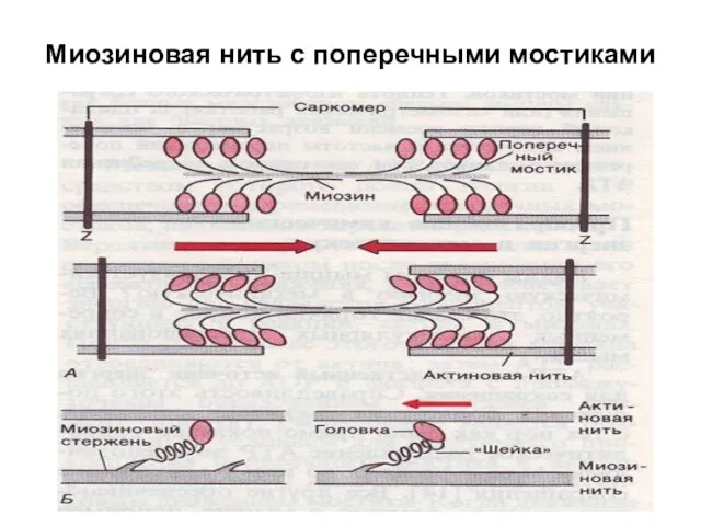 Миозиновая нить с поперечными мостиками