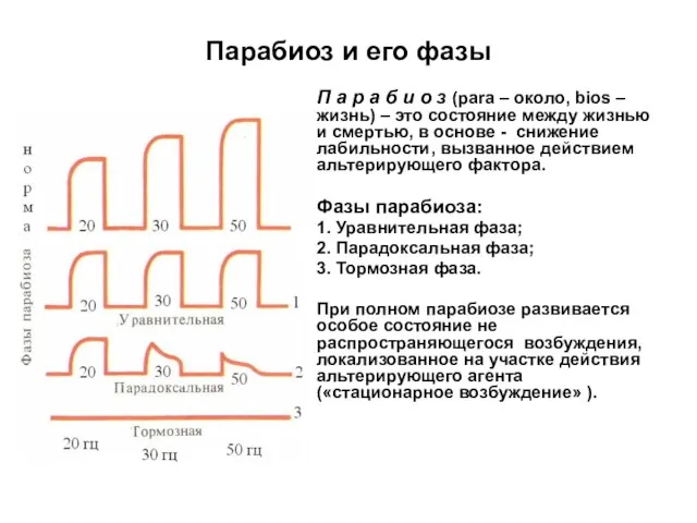 Парабиоз и его фазы П а р а б и