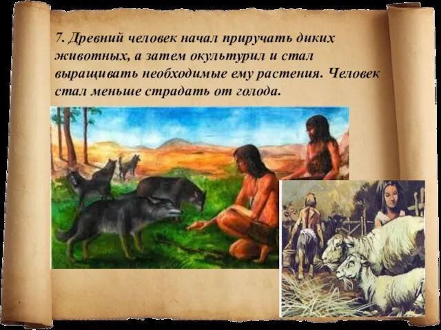 7. Древний человек начал приручать диких животных, а затем окультурил и стал выращивать