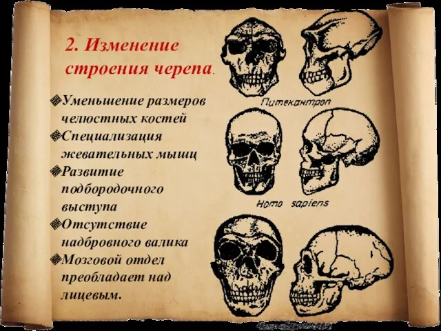 2. Изменение строения черепа. Уменьшение размеров челюстных костей Специализация жевательных мышц Развитие подбородочного