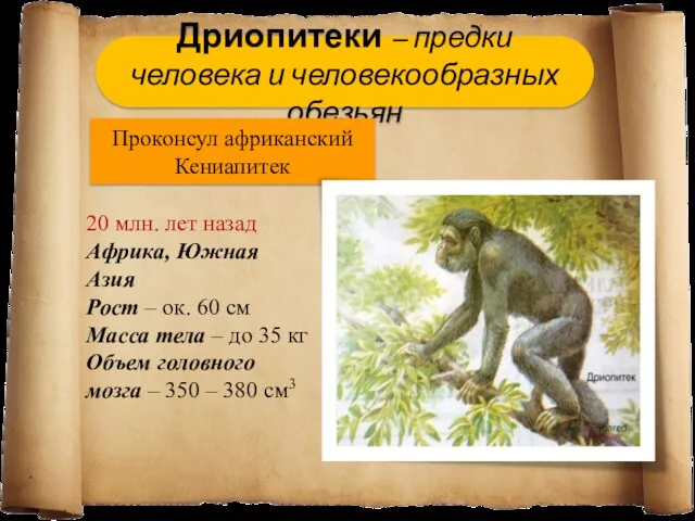 Дриопитеки – предки человека и человекообразных обезьян Проконсул африканский Кениапитек 20 млн. лет