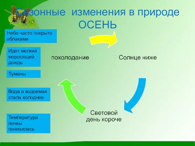 Сезонные изменения в природе ОСЕНЬ Небо часто покрыто облаками Идет