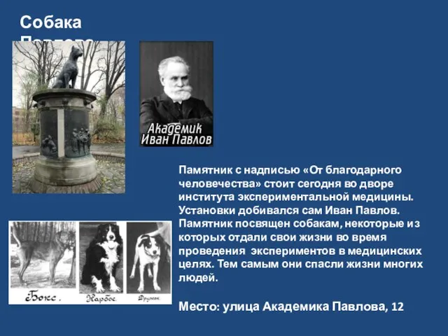 Собака Павлова Памятник с надписью «От благодарного человечества» стоит сегодня