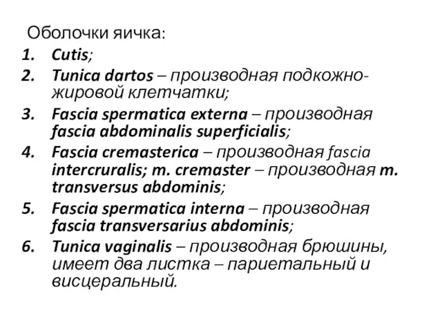 Оболочки яичка: Cutis; Tunica dartos – производная подкожно-жировой клетчатки; Fascia spermatica externa –