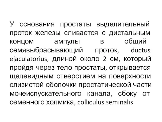 У основания простаты выделительный проток железы сливается с дистальным концом ампулы в общий