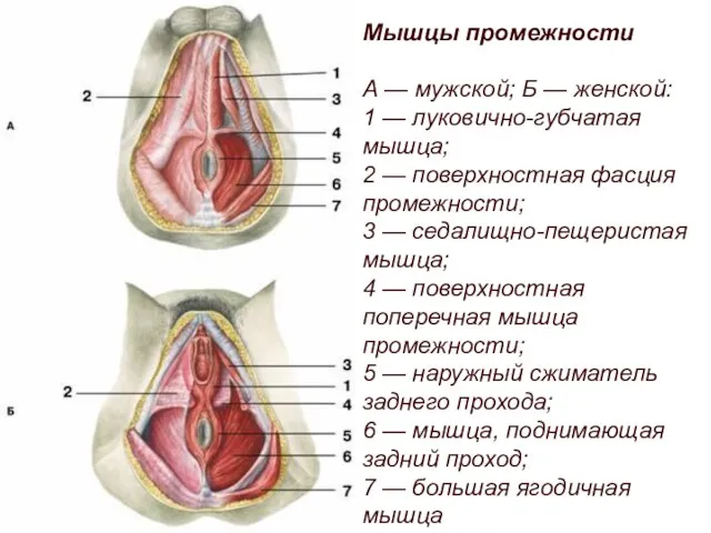 Мышцы промежности А — мужской; Б — женской: 1 — луковично-губчатая мышца; 2