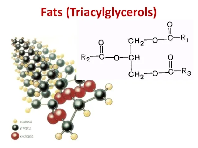 Fats (Triacylglycerols)