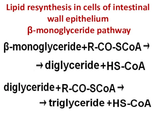 Lipid resynthesis in cells of intestinal wall epithelium β-monoglyceride pathway