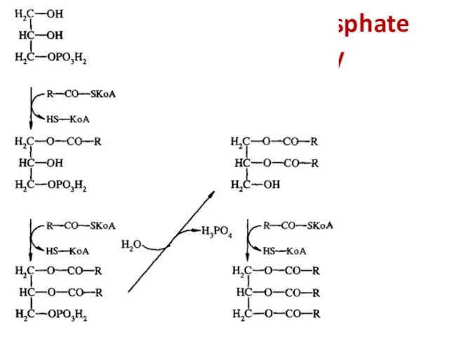 α-glycerophosphate pathway