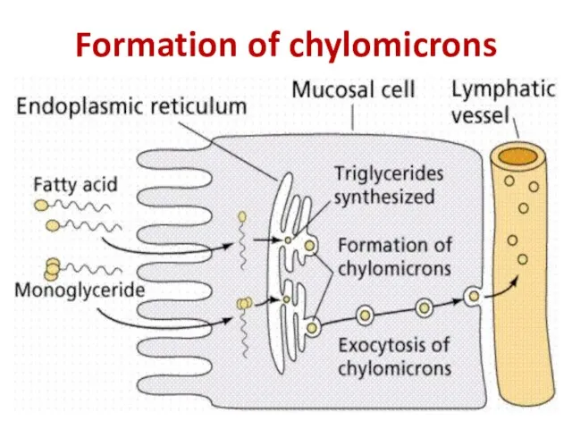 Formation of chylomicrons