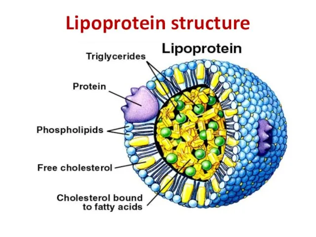 Lipoprotein structure