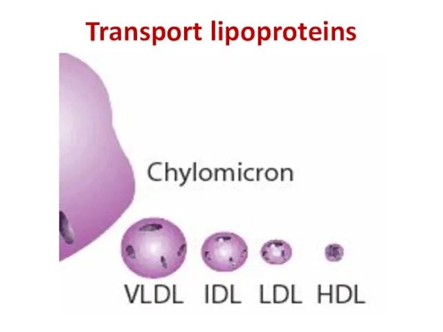 Transport lipoproteins