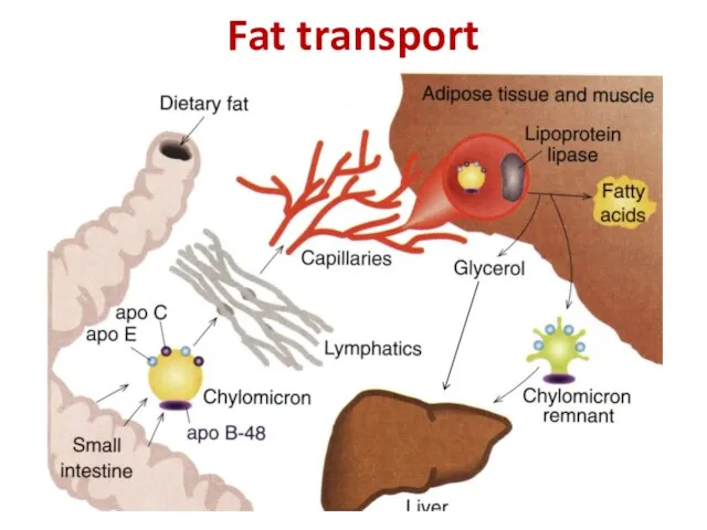 Fat transport