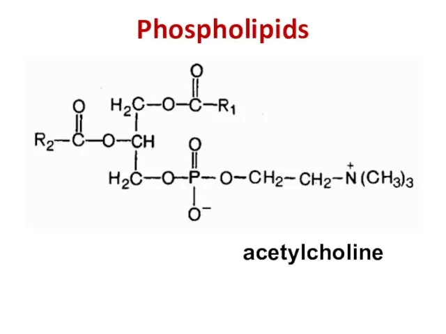 Phospholipids acetylcholine