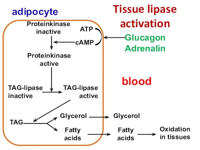 Tissue lipase activation Glucagon Adrenalin Proteinkinase inactive Proteinkinase active ТАG-lipase