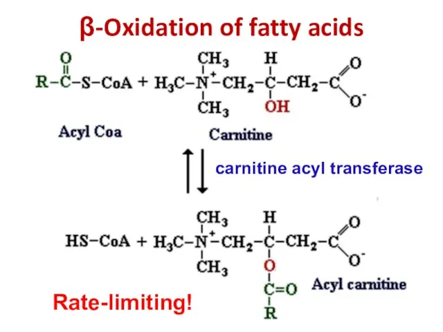 β-Oxidation of fatty acids Rate-limiting! carnitine acyl transferase
