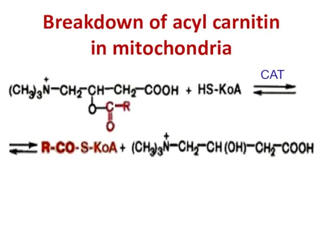 Breakdown of acyl carnitin in mitochondria CAT