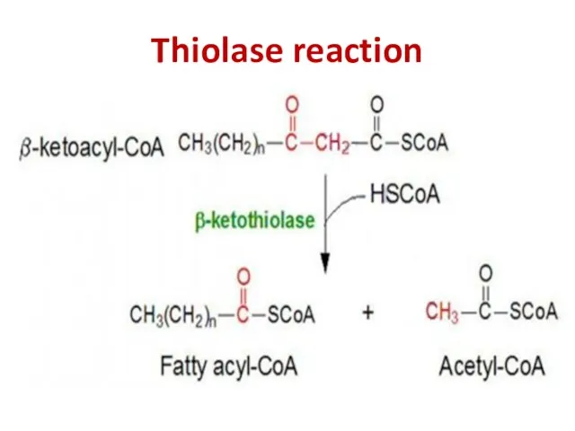 Thiolase reaction