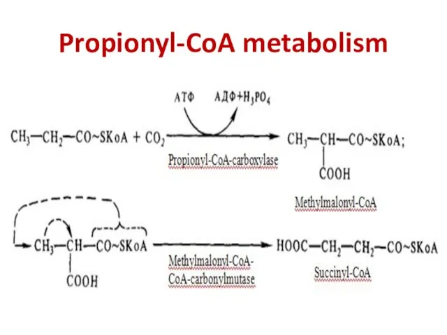 Propionyl-CoA metabolism