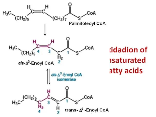 Oxidadion of unsaturated fatty acids