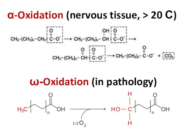 α-Oxidation (nervous tissue, > 20 С) ω-Oxidation (in pathology)