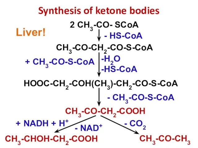 2 CH3-CO- SCоА Synthesis of ketone bodies CH3-CO-CH2-CO-S-CоА Н2О HS-CоА