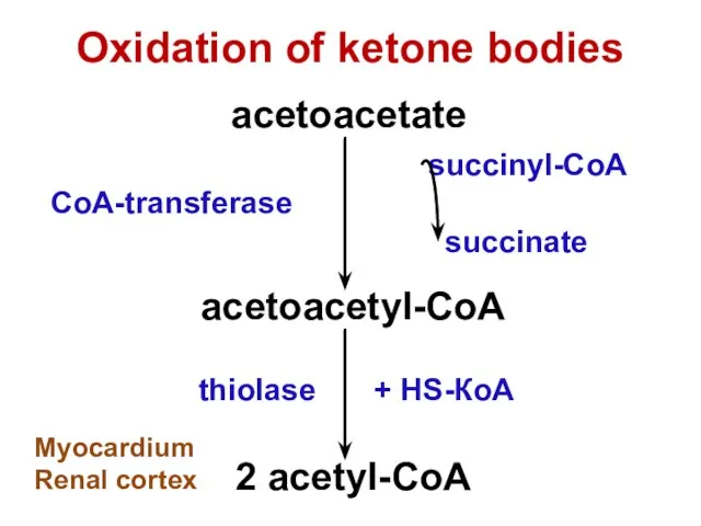 acetoacetate acetoacetyl-CoA succinyl-CoA succinate CoA-transferase thiolase 2 acetyl-CoA + НS-КоА