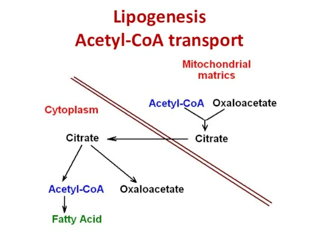 Lipogenesis Acetyl-CoA transport