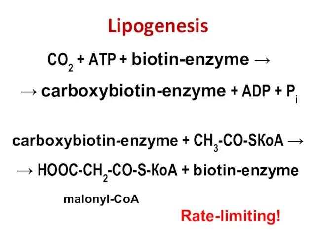 Lipogenesis СО2 + АТP + biotin-enzyme → → carboxybiotin-enzyme +