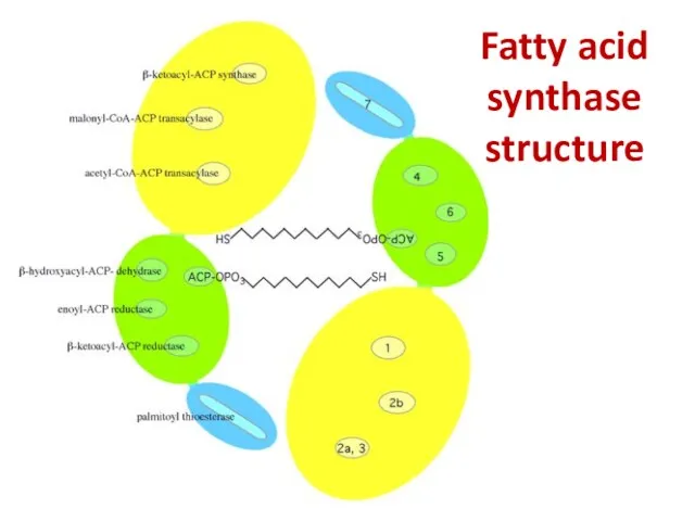 Fatty acid synthase structure