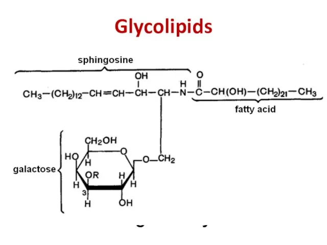 Glycolipids galactosylceramide