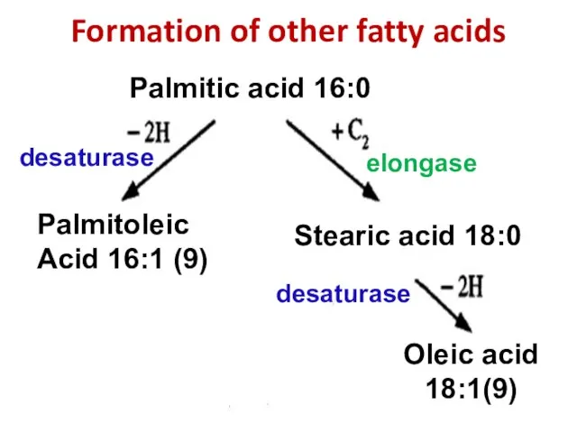 Formation of other fatty acids elongase desaturase desaturase Palmitic acid