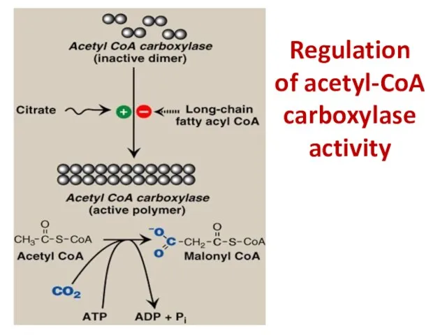 Regulation of acetyl-CoA carboxylase activity