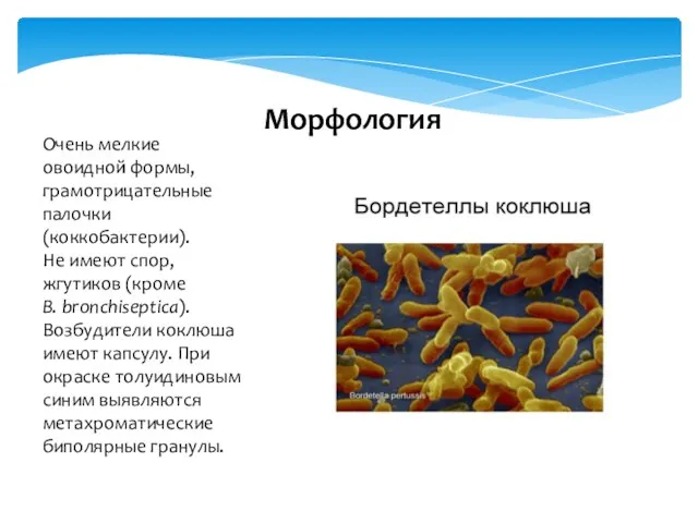 Очень мелкие овоидной формы, грамотрицательные палочки (коккобактерии). Не имеют спор,