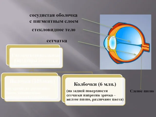 стекловидное тело сосудистая оболочка с пигментным слоем сетчатка Слепое пятно