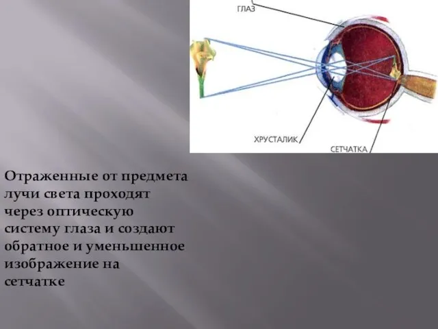 Отраженные от предмета лучи света проходят через оптическую систему глаза и создают обратное