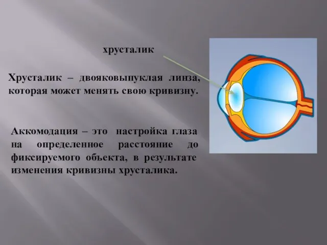 хрусталик Хрусталик – двояковыпуклая линза, которая может менять свою кривизну.