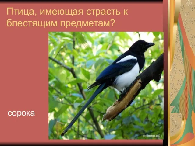 Птица, имеющая страсть к блестящим предметам? сорока