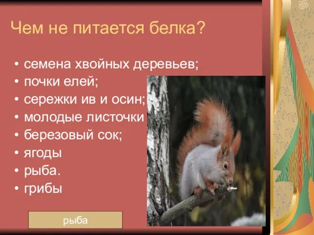 Чем не питается белка? семена хвойных деревьев; почки елей; сережки