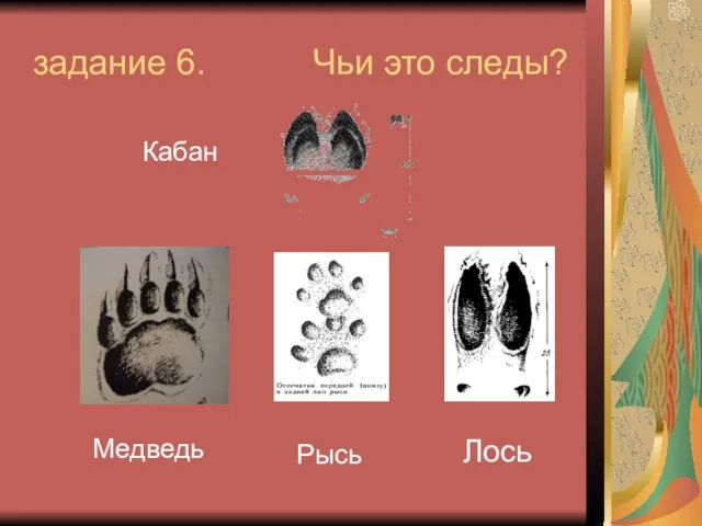 задание 6. Чьи это следы? Лось Медведь Рысь Кабан